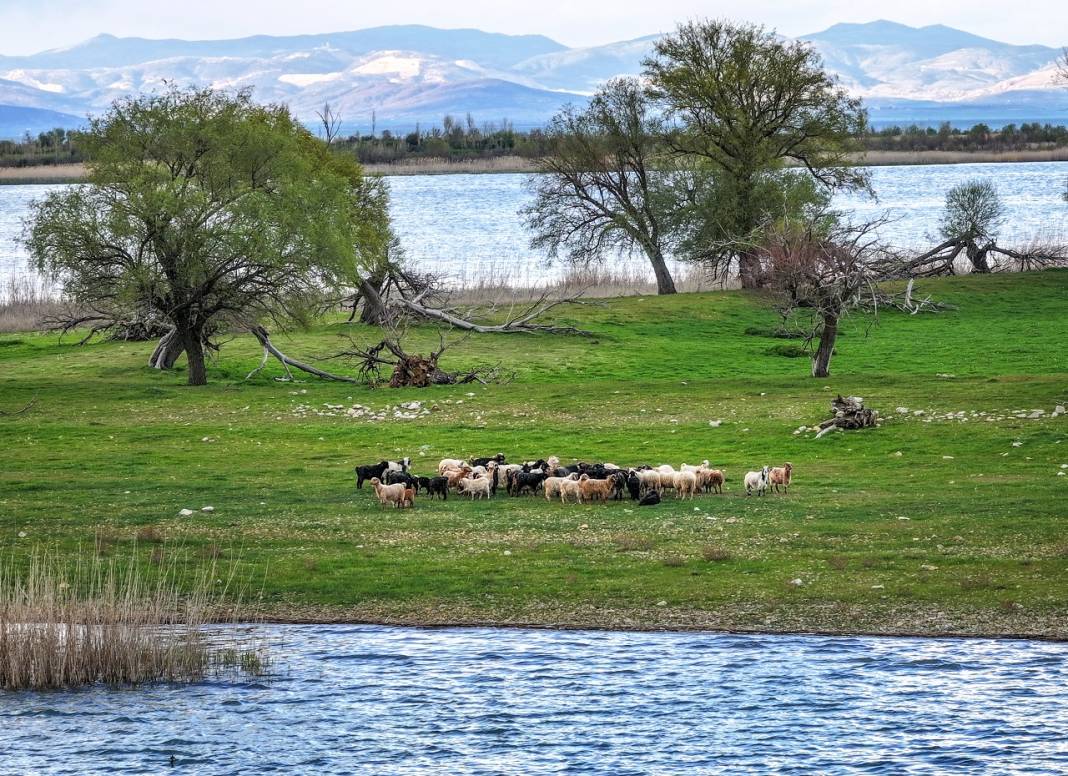 Konya'daki bu adanın sahipleri 50 küçükbaş sürüsü 7